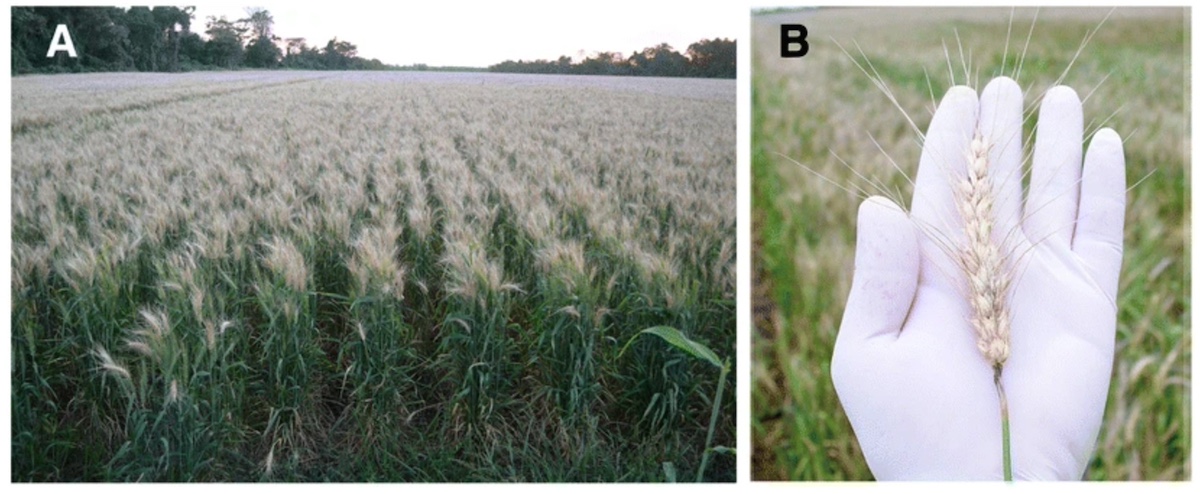 Un campo colpito da wheat blast disease in Bolivia